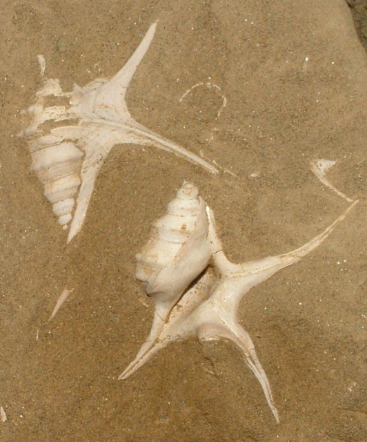 Aporrhais uttingeriana peraraneosa (Sacco, 1893) - Pliocene