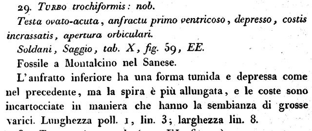 Turbo retusus(Brocchi) o Sthenorytis var. acutispina (Sacco)