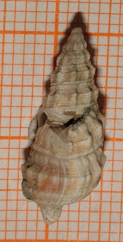 Cerithium (vulgatum?) deforme