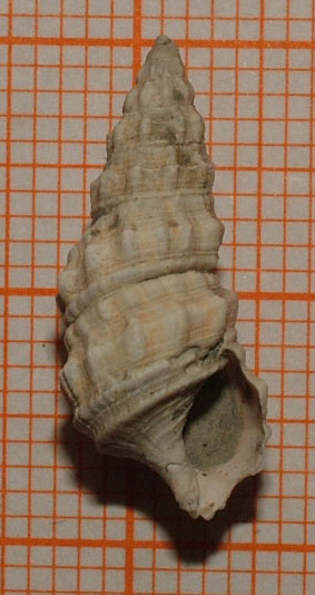 Cerithium (vulgatum?) deforme