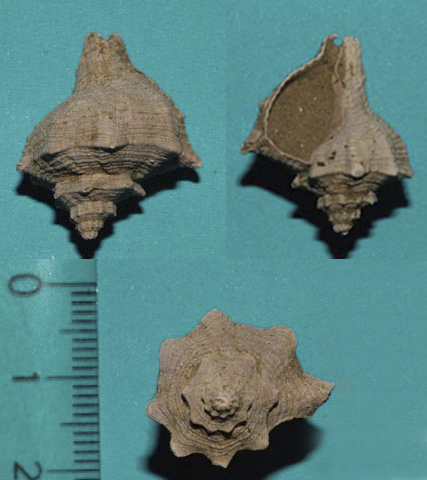 pliocene senese