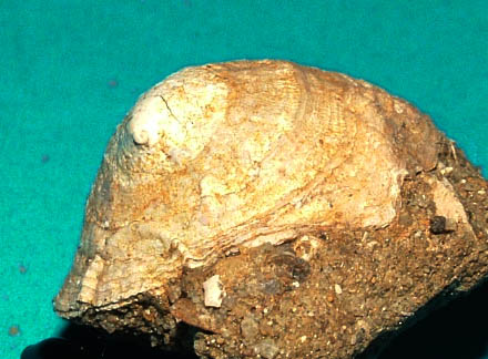 Cheilea equestris