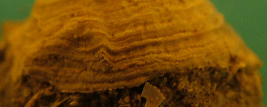 Cheilea equestris