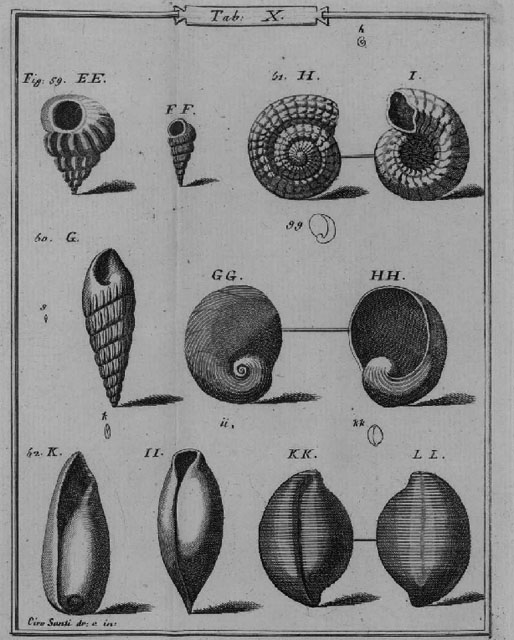 Turbo retusus(Brocchi) o Sthenorytis var. acutispina (Sacco)