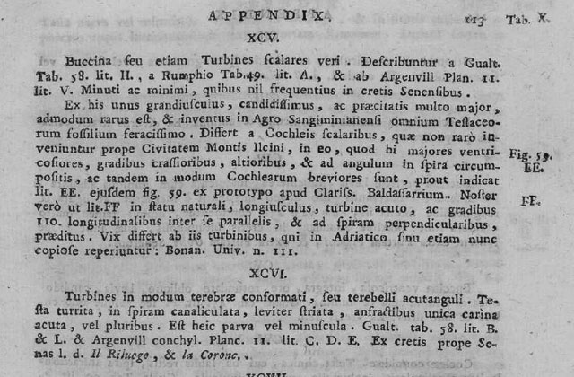 Turbo retusus(Brocchi) o Sthenorytis var. acutispina (Sacco)