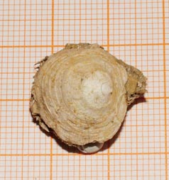 Cheilea equestris