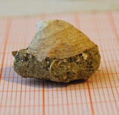 Cheilea equestris
