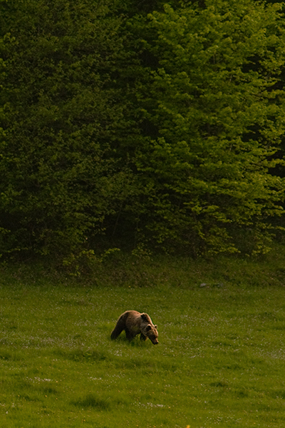 Finalmente l''orso!