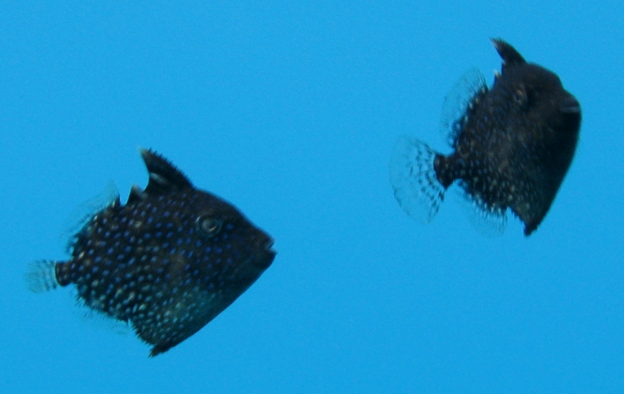 juvenile di Balistes capriscus