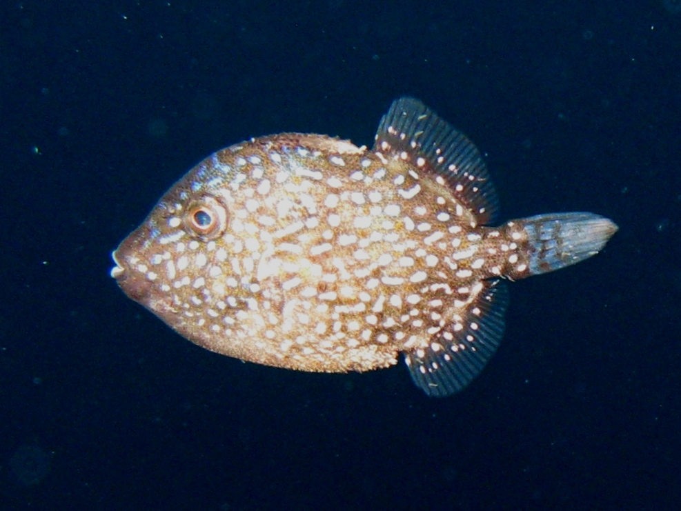 juvenile di Balistes capriscus