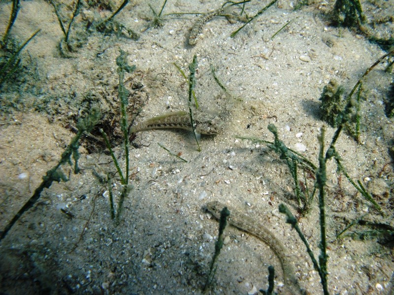 Gobius couchi (Miller & El-Tawil, 1974)