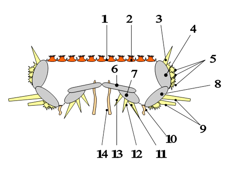 Guida allidentificazione del genere Astropecten