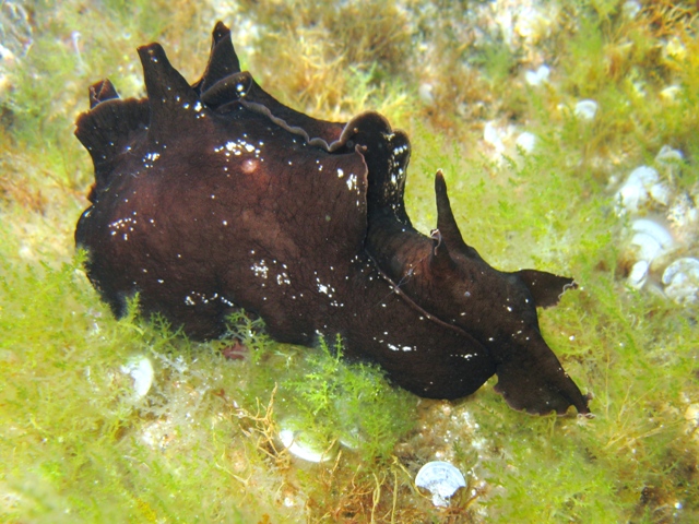 Aplysia fasciata (Poiret, 1789)