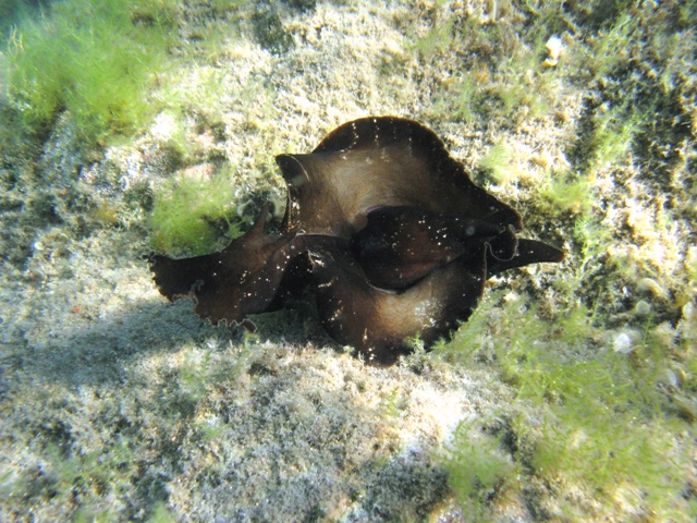 Aplysia fasciata (Poiret, 1789)