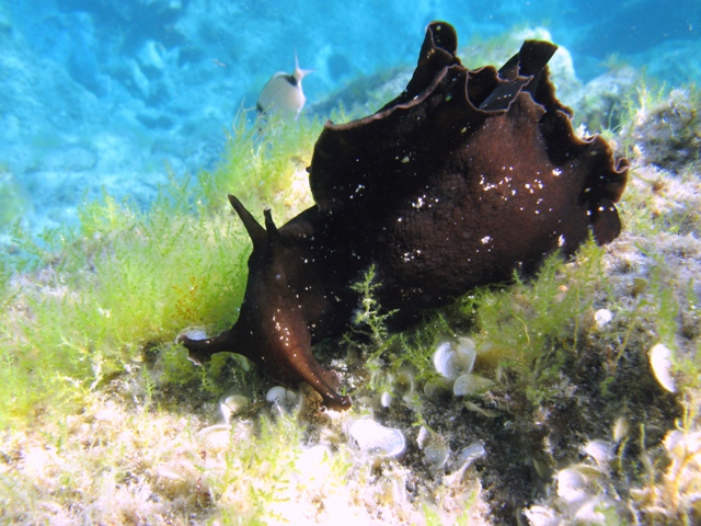 Aplysia fasciata (Poiret, 1789)