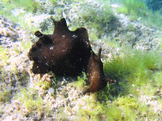 Aplysia fasciata (Poiret, 1789)