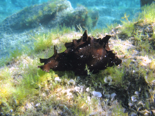 Aplysia fasciata (Poiret, 1789)