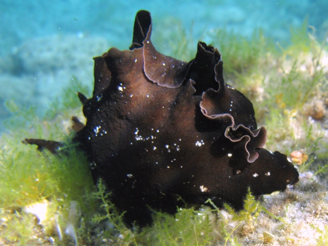 Aplysia fasciata (Poiret, 1789)