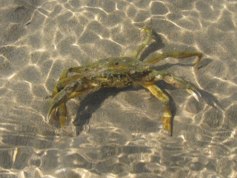 Carcinus aestuarii Nardo, 1847