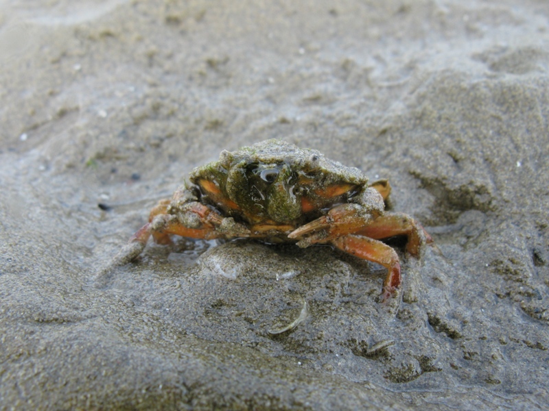 Carcinus aestuarii Nardo, 1847