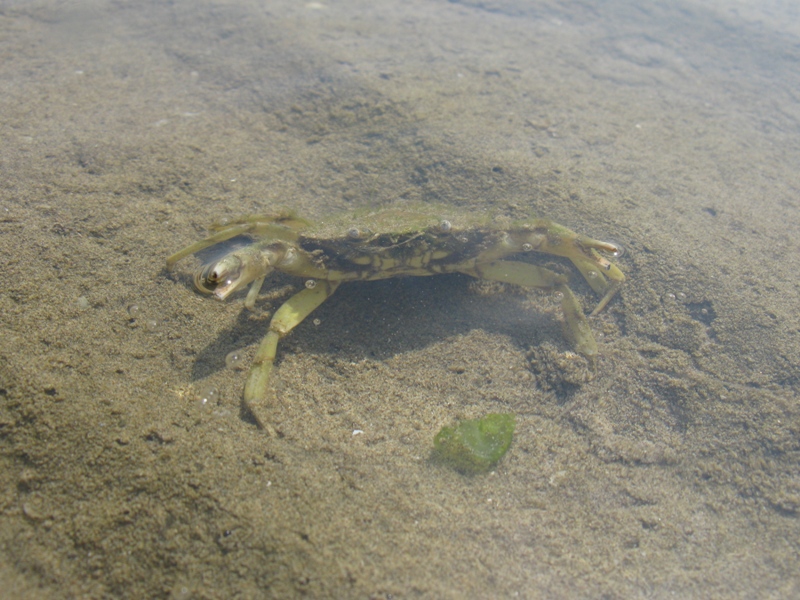 Carcinus aestuarii Nardo, 1847