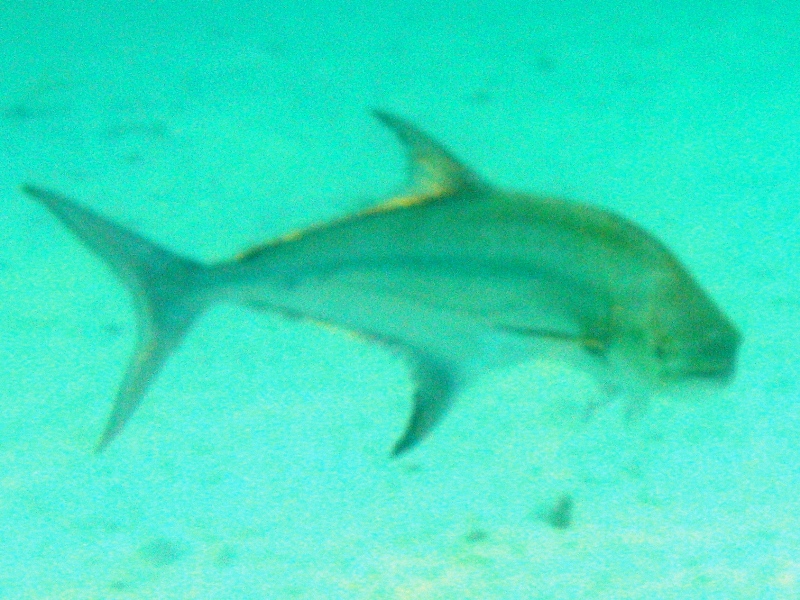 Da identificare: pesce enorme! (Lichia amia)