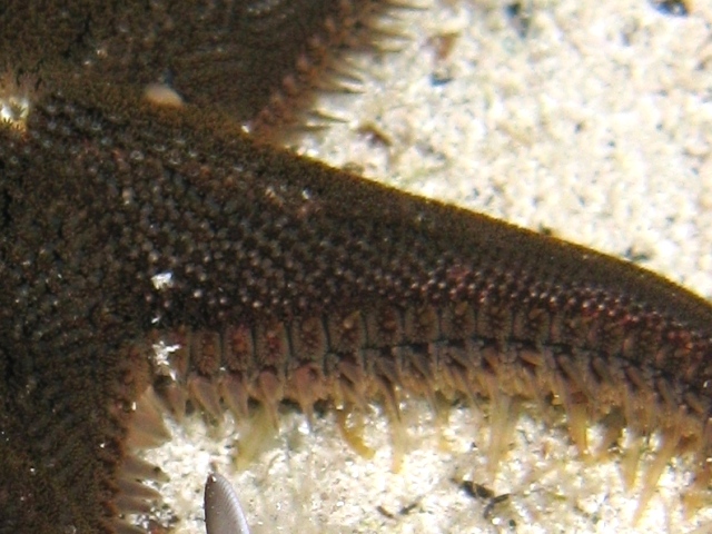 Astropecten spinulosus (Philippi, 1837)