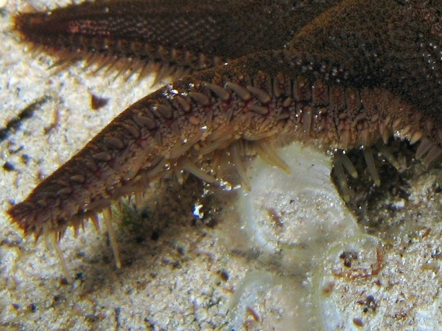 Astropecten spinulosus (Philippi, 1837)