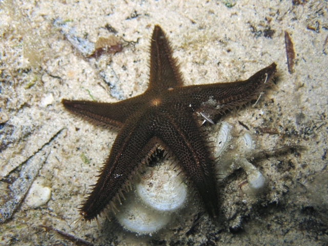 Astropecten spinulosus (Philippi, 1837)