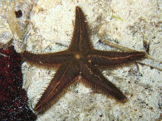 Astropecten spinulosus (Philippi, 1837)