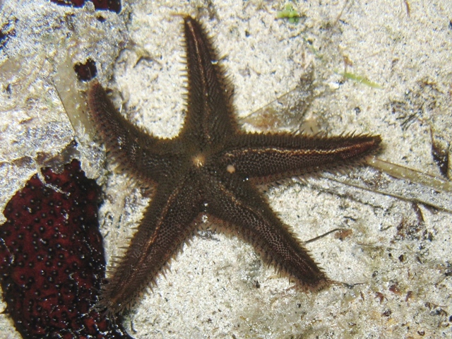 Astropecten spinulosus (Philippi, 1837)