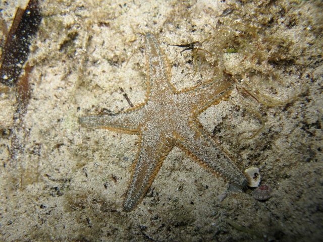 Astropecten platyacanthus (Philippi, 1837)