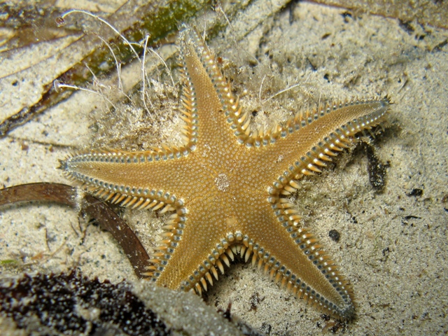 Astropecten platyacanthus (Philippi, 1837)