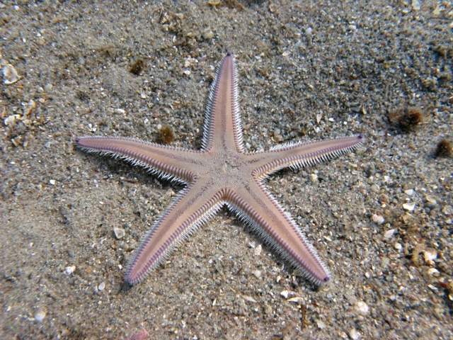 Astropecten irregularis (Pennant, 1777)