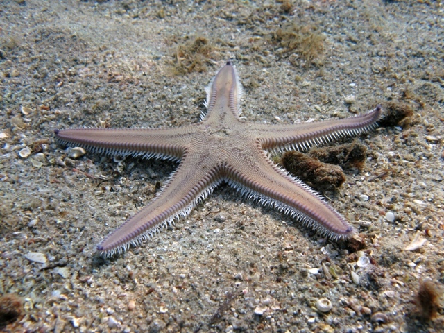 Astropecten irregularis (Pennant, 1777)