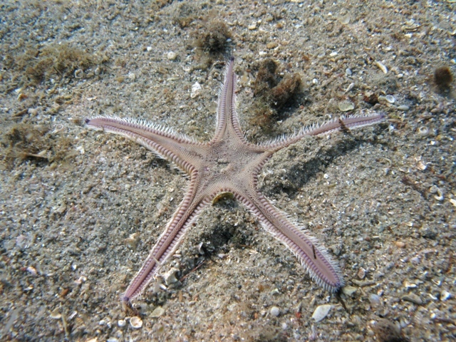 Astropecten irregularis (Pennant, 1777)