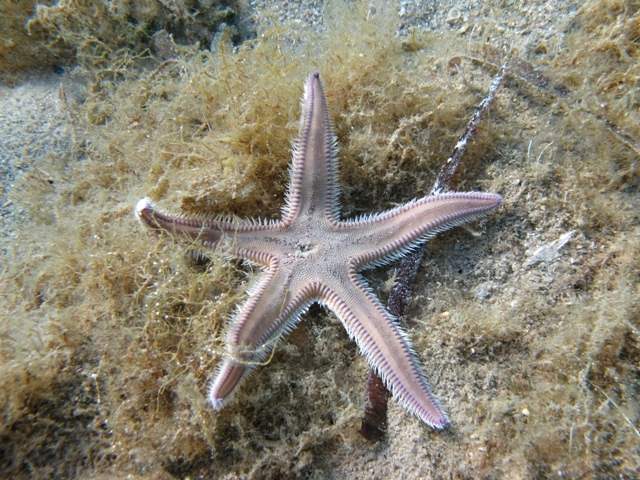 Astropecten irregularis (Pennant, 1777)