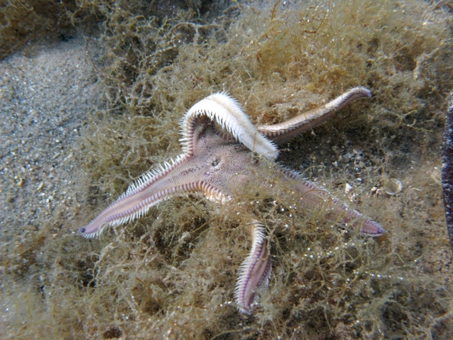 Astropecten irregularis (Pennant, 1777)