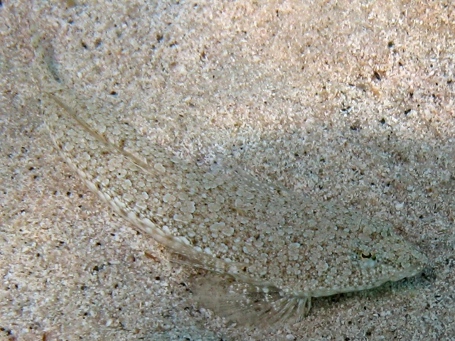 Callionymus risso