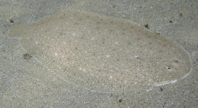 Pegusa sp.