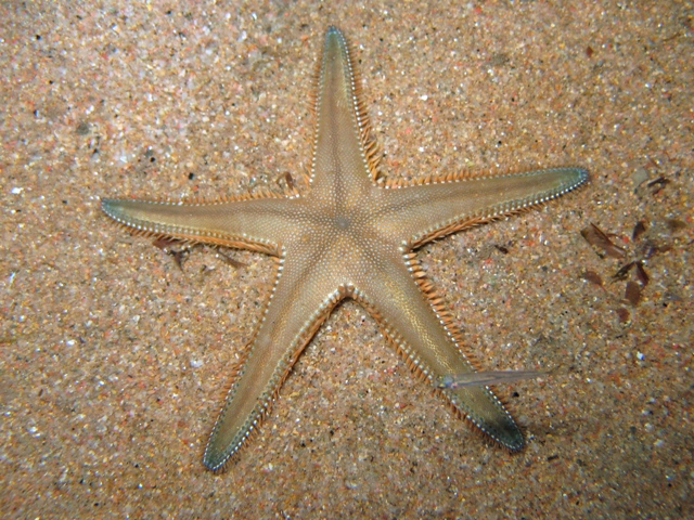 Astropecten platyacanthus (Philippi, 1837)
