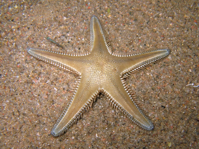 Astropecten platyacanthus (Philippi, 1837)