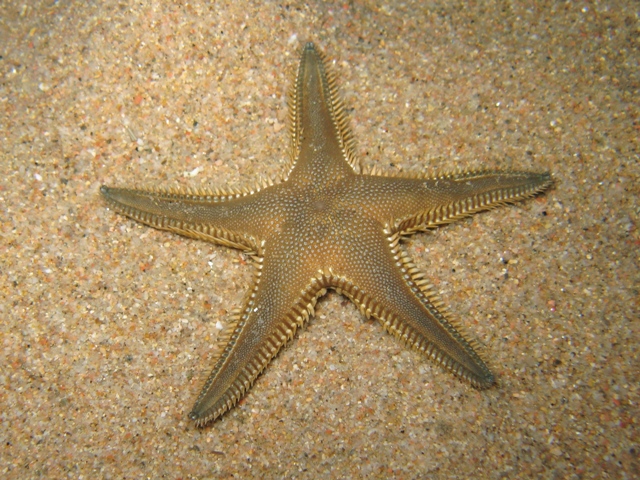 Astropecten platyacanthus (Philippi, 1837)