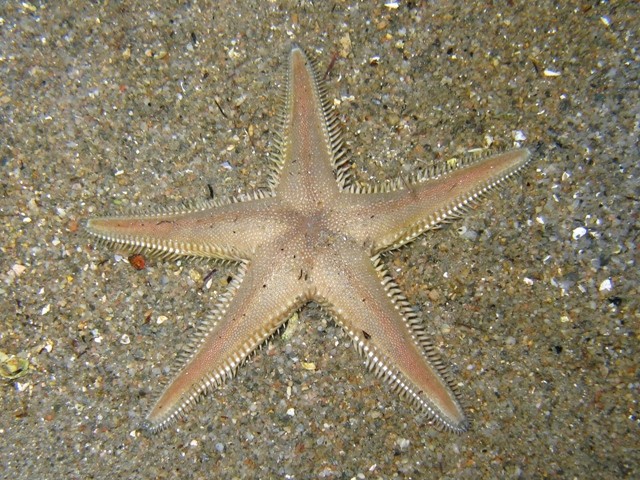 Astropecten platyacanthus (Philippi, 1837)