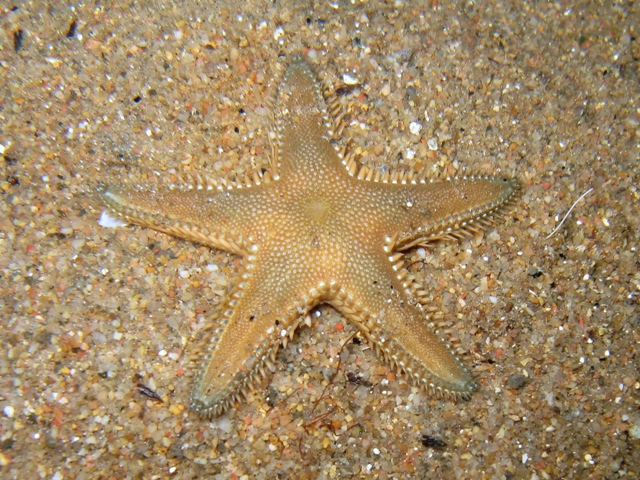 Astropecten platyacanthus (Philippi, 1837)