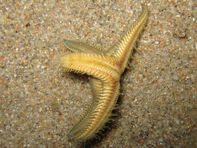 Astropecten platyacanthus (Philippi, 1837)