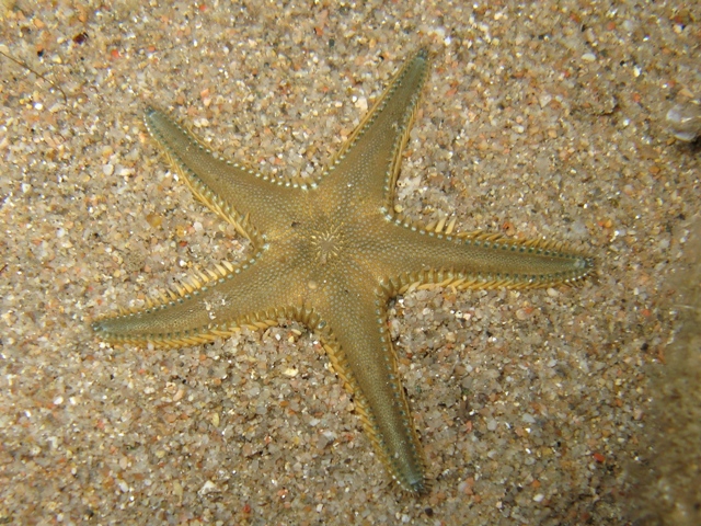 Astropecten platyacanthus (Philippi, 1837)