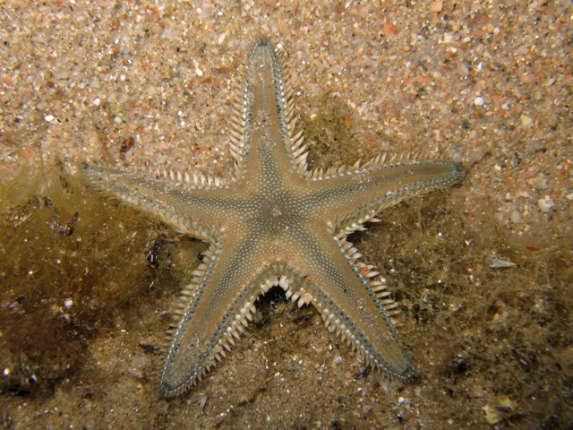 Astropecten platyacanthus (Philippi, 1837)