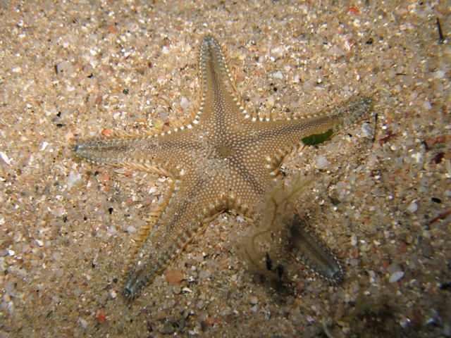Astropecten platyacanthus (Philippi, 1837)