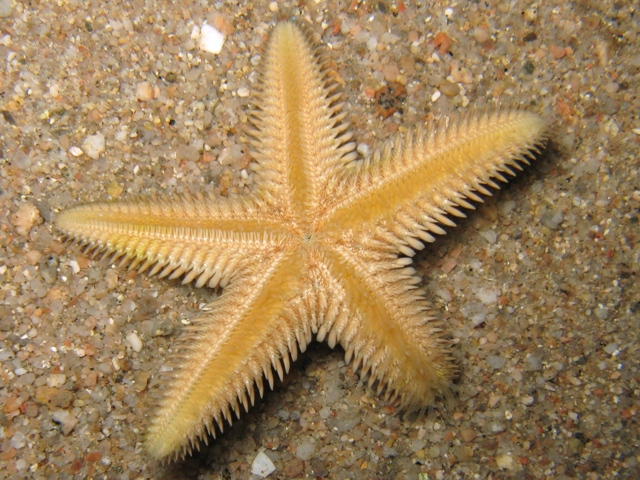 Astropecten platyacanthus (Philippi, 1837)